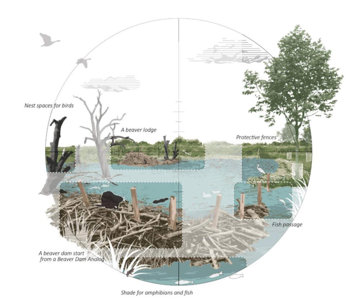 Embrace the flood Introducing a Symbiotic Lifestyle: Designing Resilient and Livable Landscapes in Winnipeg by Integrating Nature-Based Solutions into the Urban Water System