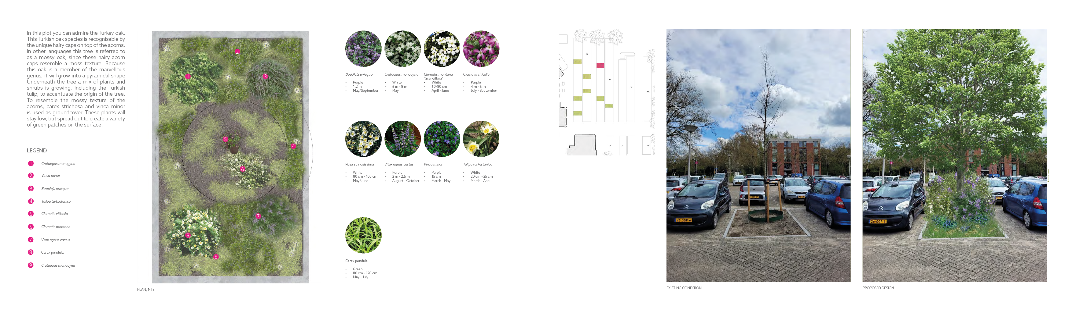 Plot of the Quercus cerris BK park