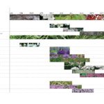 Flowering periods of plants around the Prunus avium