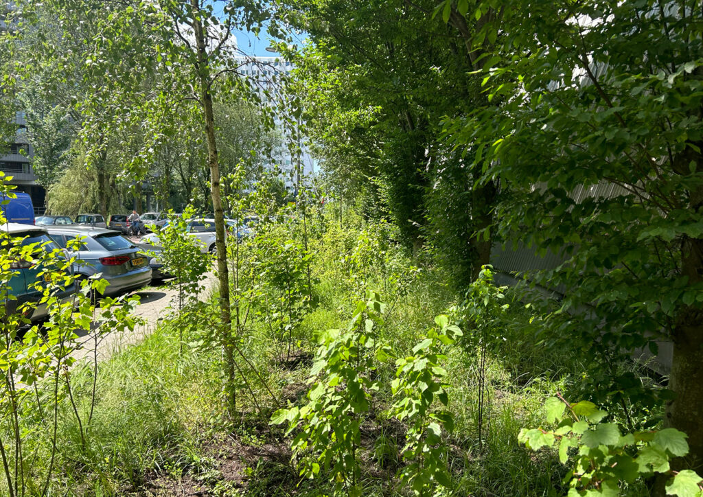 Urban Bocage dry conditions native plot