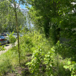 Urban Bocage dry conditions native plot