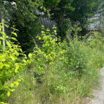 Urban Bocage dry conditions native plot