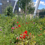 Urban Bocage dry conditions almost native plot