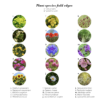 Plant species field edges