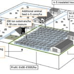 Transformation system, cattail cultivation