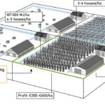 Transformation system, reed cultivation