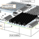 Transformation system, willow cultivation